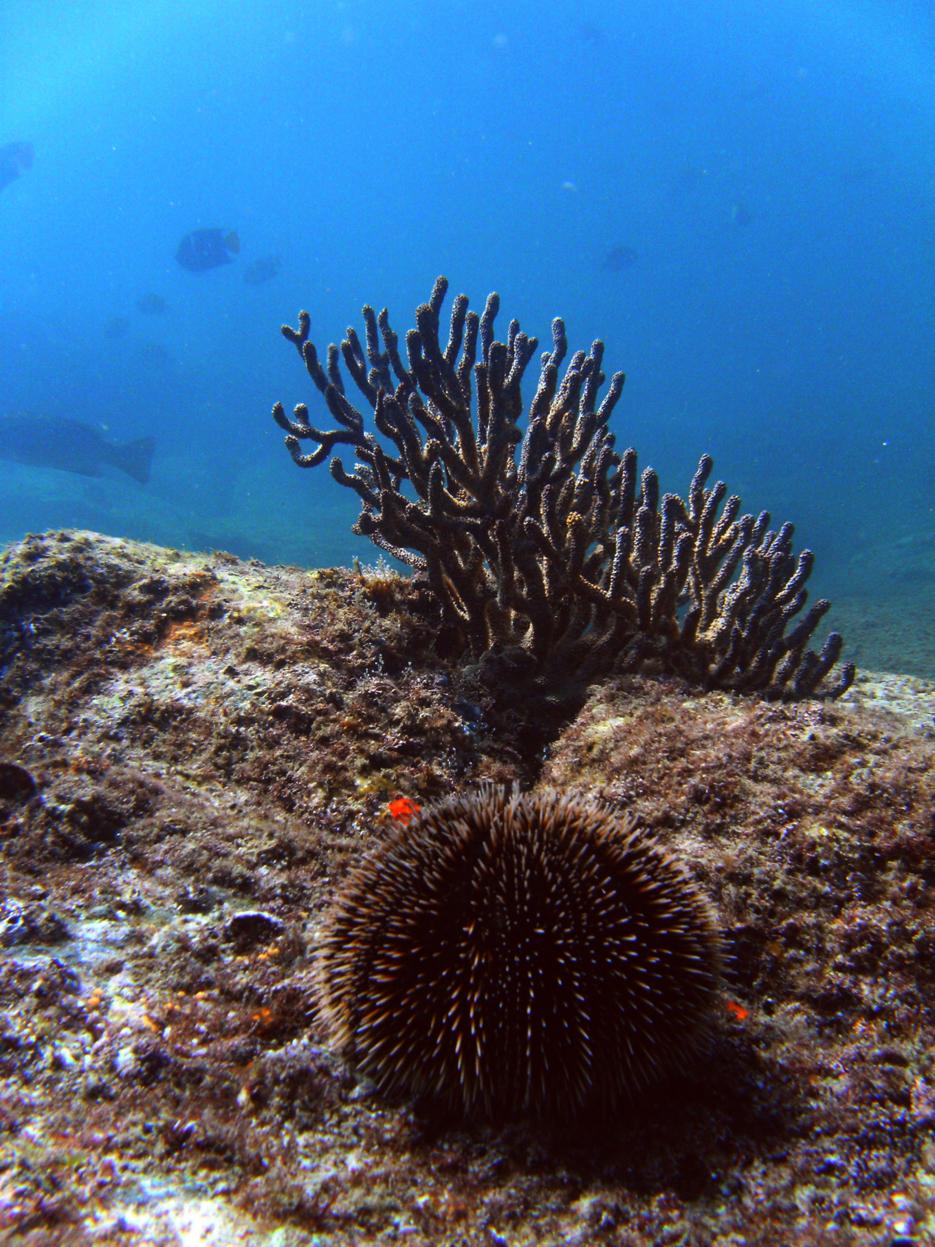 coralurchin.jpg